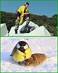 Click image for larger version

Name:	TAIGA AND BIRD.jpg
Views:	559
Size:	70.2 KB
ID:	51149